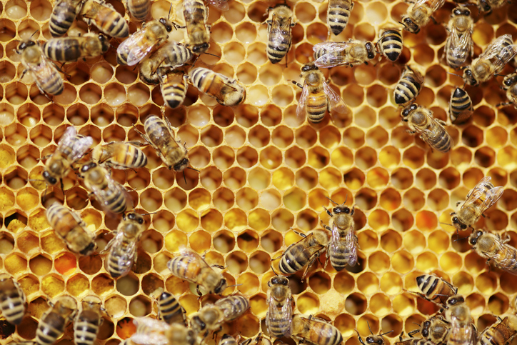 Photo of a large number of Bees within a hive.
