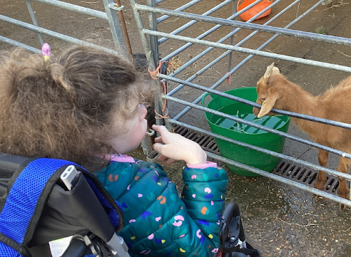 A young girl is seen looking at a baby Goat through a barrier at Kent Life Farm Park in Maidstone, Kent.