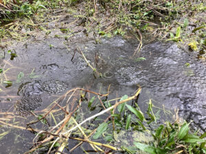 A photo of a pond with some groups of Frogspawn visible on the surface.