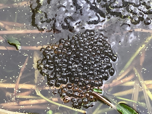A photo of a group of Frogspawn floating together on the surface of a pond.