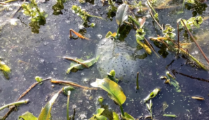 A photo of a pond with some groups of Frogspawn visible on the surface.