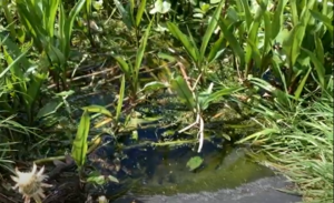 A close-up photo taken of a pond with some grass and plants planted around it visible.