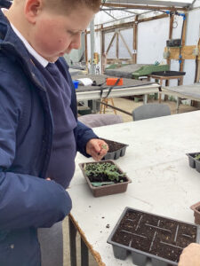 A male student can be seen planting some small plants into plastic pots as part of British Science Week.